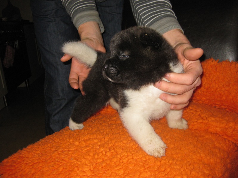 Puppies